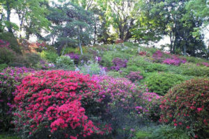 つつじ巡りができる山。
