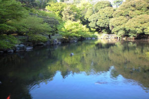 水鳥のいる池。