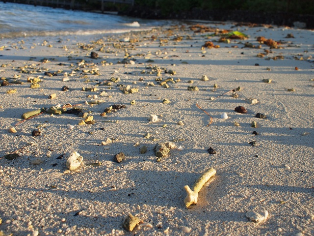 海岸を散歩して…。