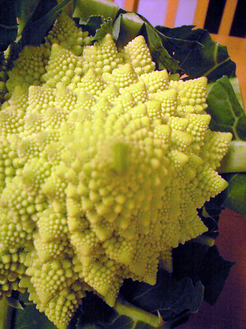 ピントが合ってない細かいところもグルグルグルグル……となっていて吸い込まれそう。