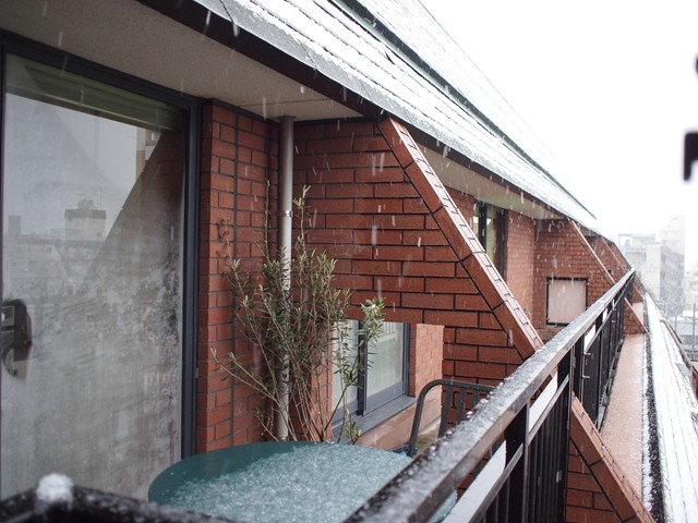 雪が積もってきた。