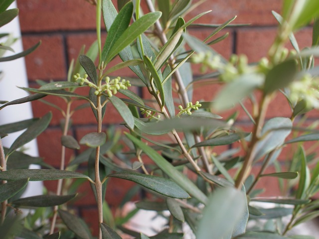こんなふうに枝と葉の間から花のつぼみがつく。