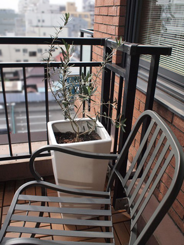 無事植え替えが完了して落ち着いた織部さん。