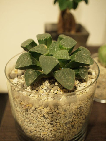 ベロンチョ。何かと何かの掛け合わせらしい。（忘れた）右奥にちらっと写っているのが二郎。