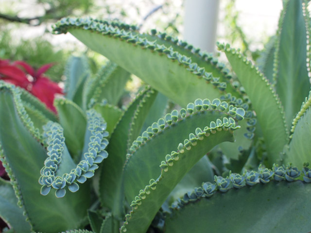 宿の玄関先にあった鉢植えの見慣れない植物。これは何？