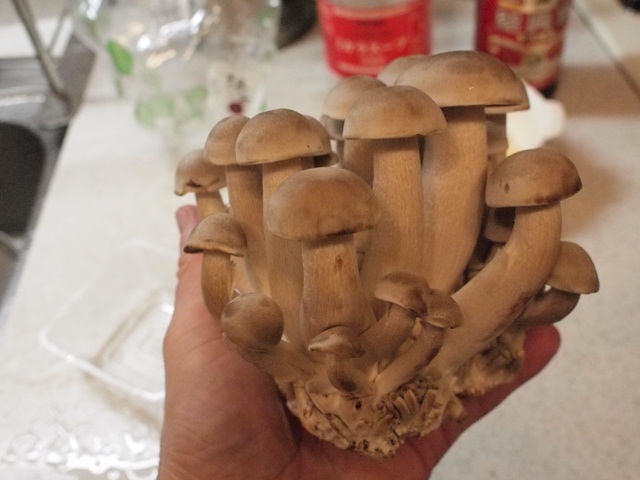 この中の1つ、丹波しめじというもの。しめじなのにこんなに大きい。