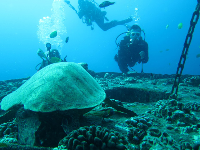 亀と遭遇。ハワイの海にはいっぱいいる。