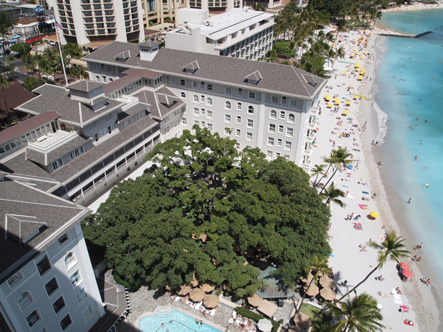 高層階だと中庭のバニヤンツリーもすっぽり視界に収まる。