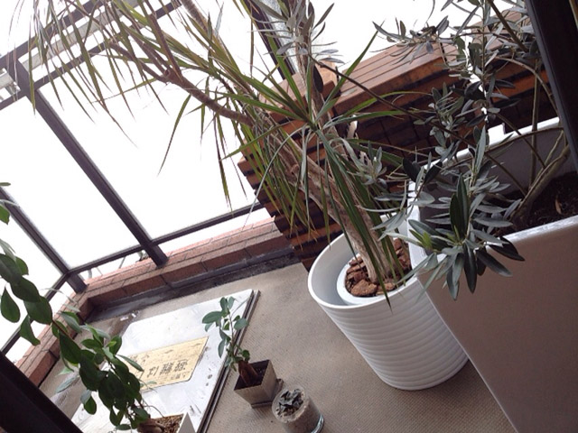 植物はここに退避。