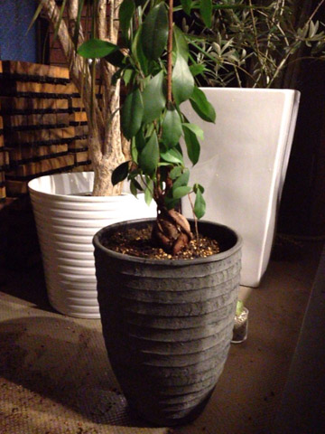 夜帰宅して雅寿摩呂植え替え完了。