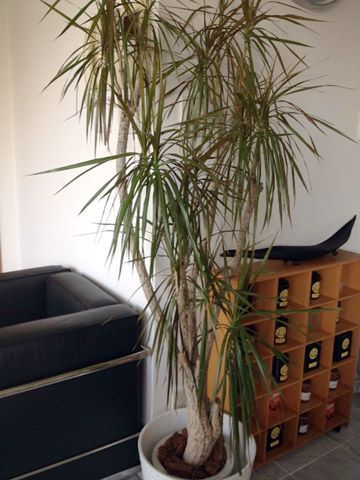 久しぶりに室内に戻ったら、何だか伸びていてモッサモサ。 久しぶりに室内に戻ったら、何だか伸びていてモッサモサ。