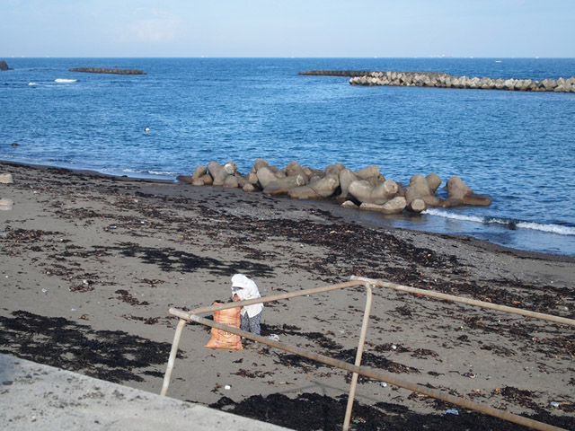 とある海岸で。年配の女性が打ち寄せられた海藻を集めていた。