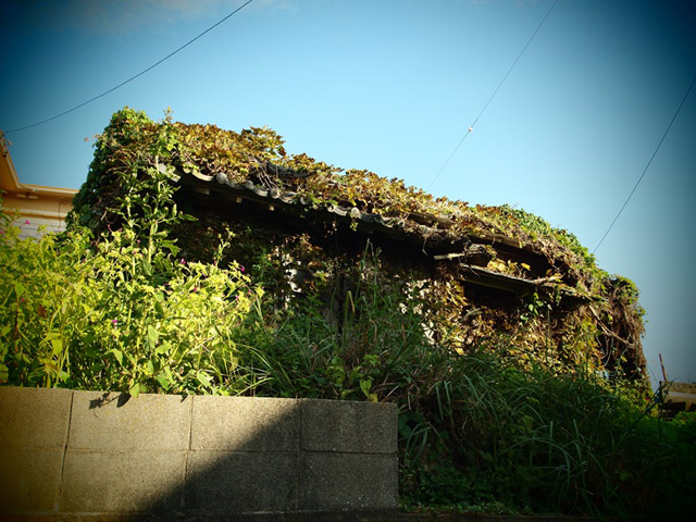自然に還ろうとしている無人の家。