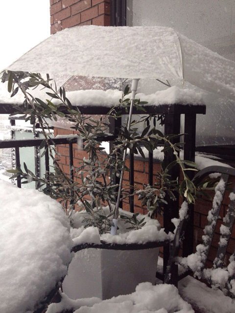 傘の内の織部さん。