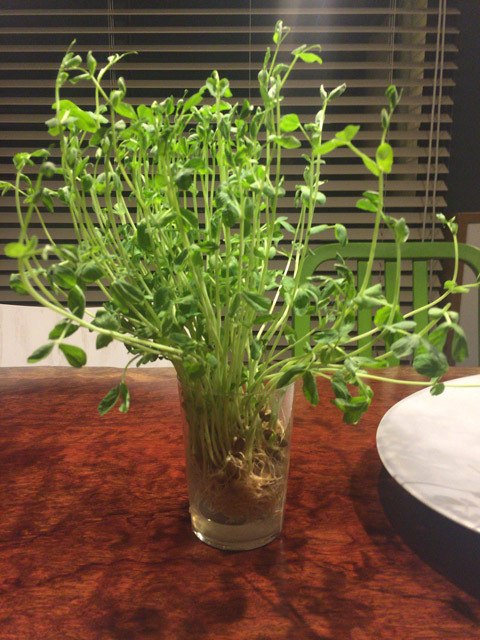 育ってしまった豆苗。