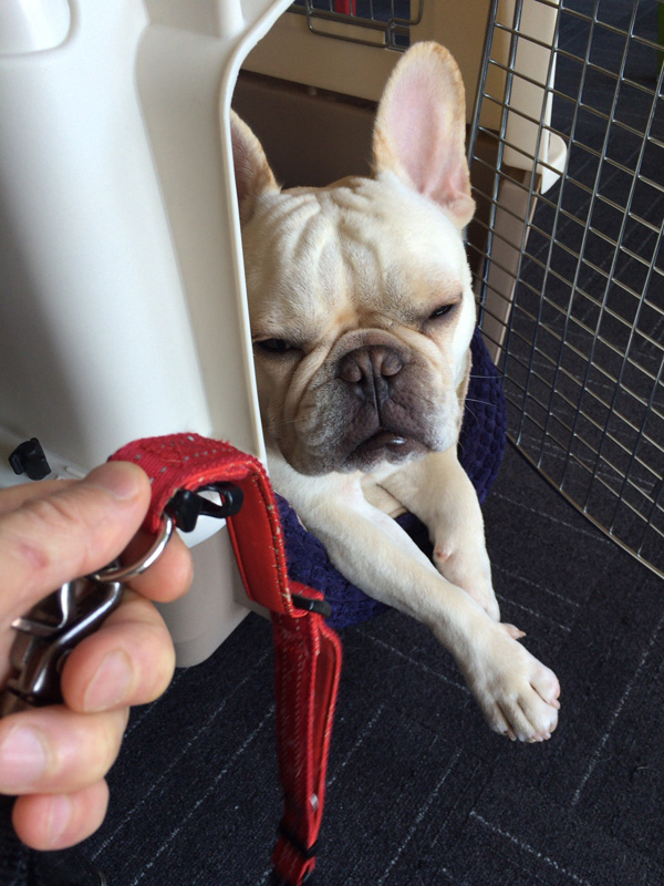 クレートに籠城して散歩を拒否。首輪なんて見せられても行かねえよ。