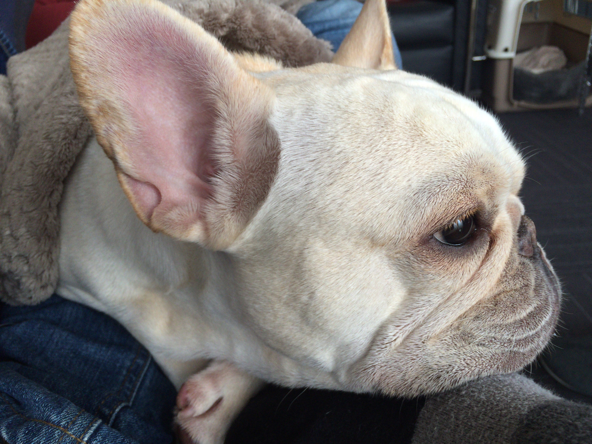 かと思うと外に出たいのに退屈。雪の日に。