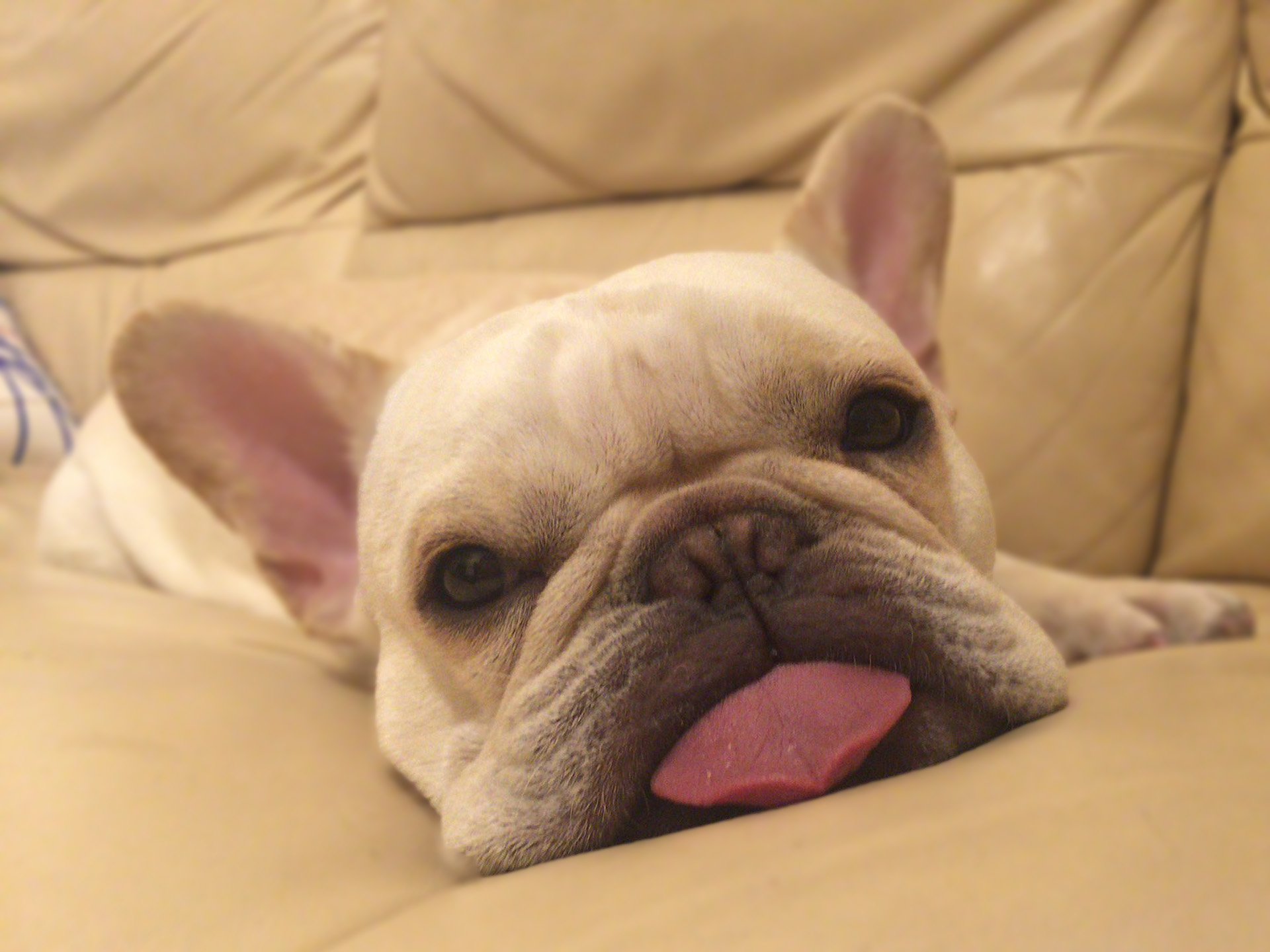 ソファーでだらーん。