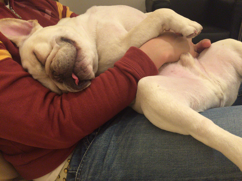 外出から帰ってきて寝ている。