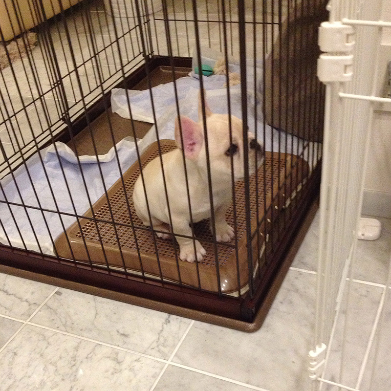 2年前、うちに来た当日のプットニョス。