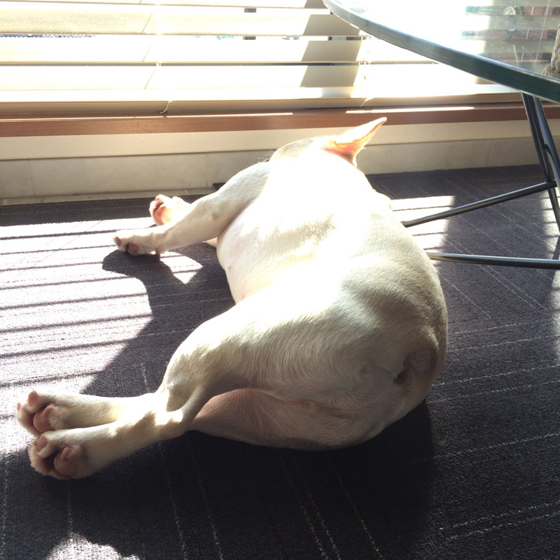 のんびりひなたぼっこ。こうした平和な暮らしをする犬ばかりだといいのだが。