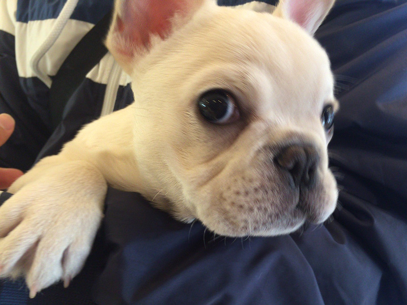 少しすると落ち着いてきた。好奇心の強そうな目。