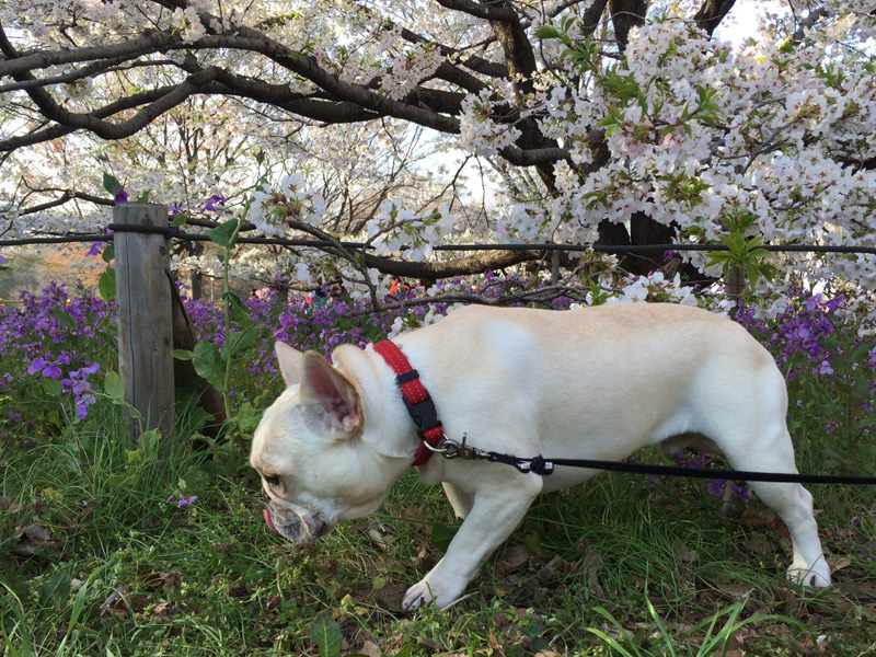 下草ばかりをフンフンと。