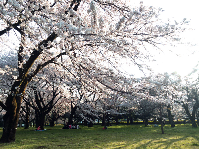 園内の桜はちょうど見頃。