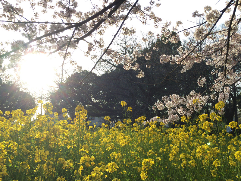 菜の花も咲いて春爛漫。