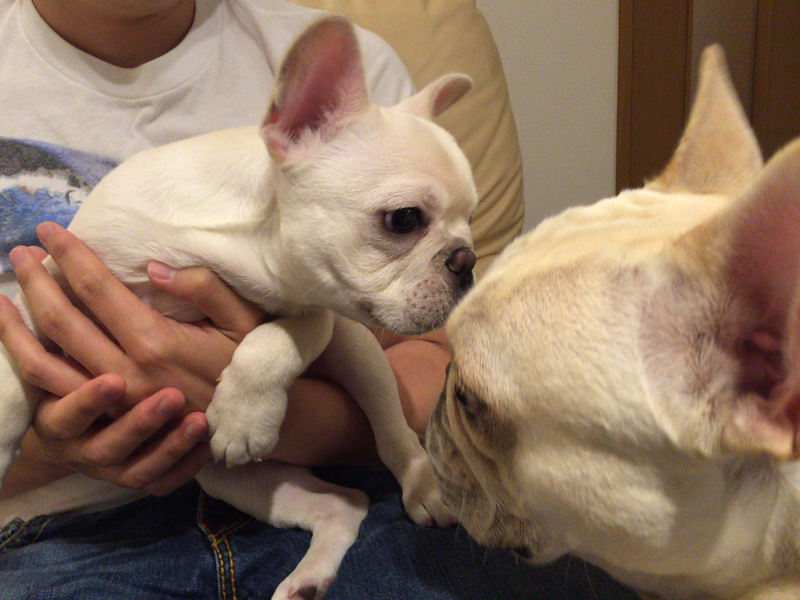 帰宅してあらためてこんにちは。