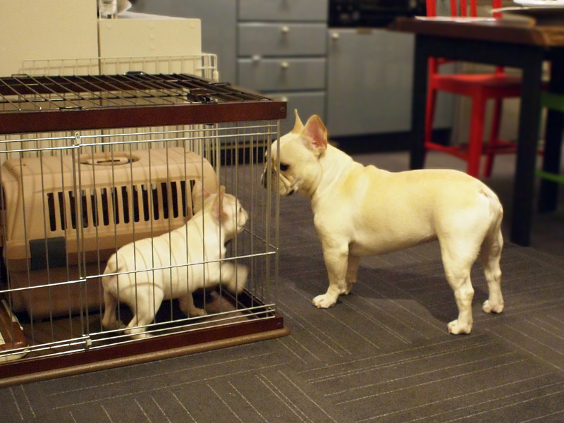 遊びをしかけるノアノア（左）と、冷静なプットニョス（右）。