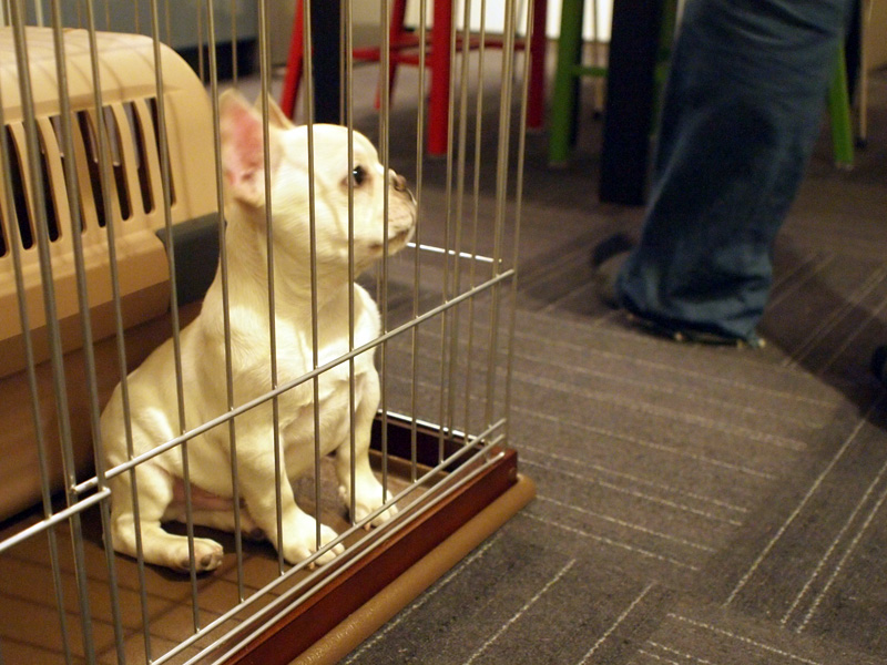 こうして見るとノアノアの小ささが分かるだろうか。