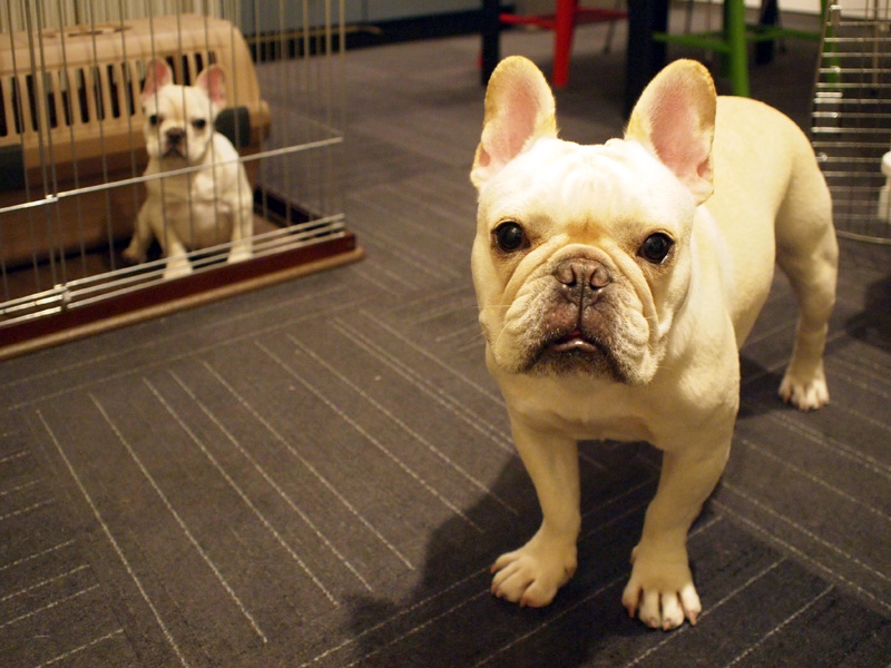 プッちゃんや、ノアノアにこれから色々教えてやっておくれ。