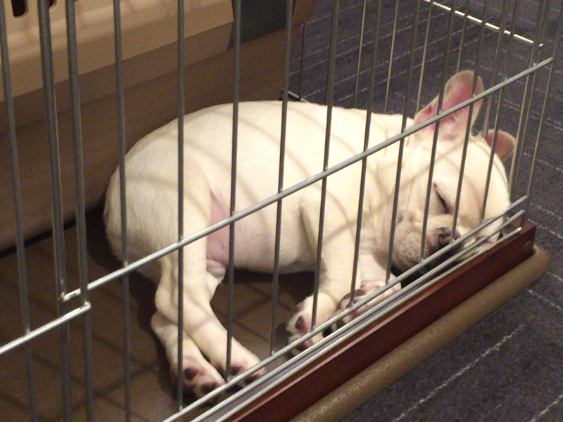 おネム。寝てほしい場所で寝てくれないのは子犬の常。