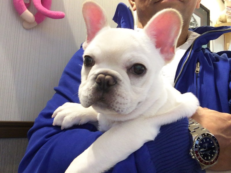 迎える手続きを終えたノアノア。ブリーダーさんの所にて。