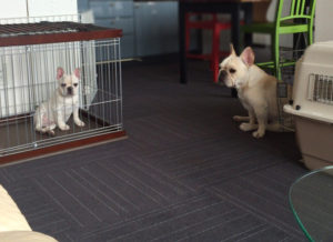 微妙な距離を取って座るプットニョス（右）とノアノア（左）。