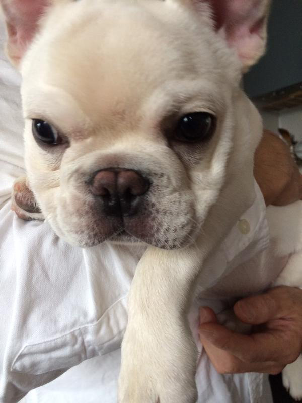 WANLOVEさんの写したノアノア。