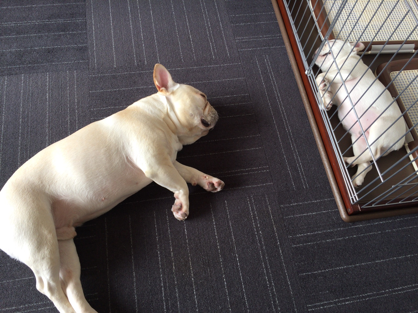 寝るプットニョス（左）とノアノア（右）。