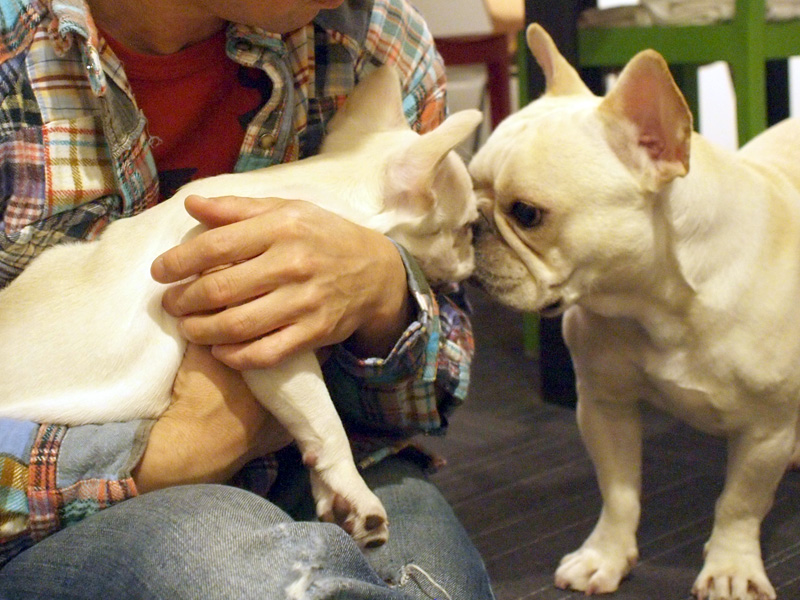 顔を突き合わせるプットニョス（右）とノアノア（左）。