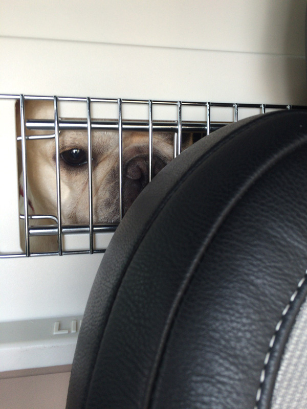 車中のプットニョス。後部座席に載せて固定させたクレートに乗せている。