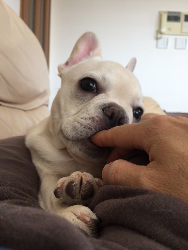 甘えて俺の指をくわえるノアノア。