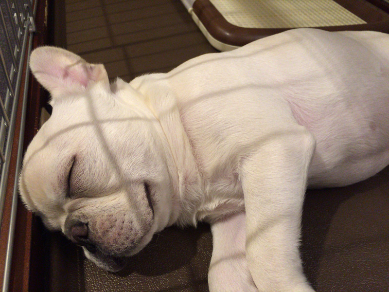 緊張からなのか興奮からなのか、なかなか寝てくれなかったが、ようやく子犬らしく寝てくれるようになった。