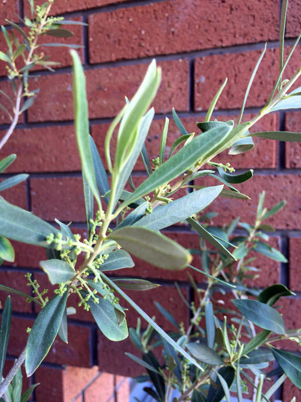 織部さんに4年ぶりの蕾。