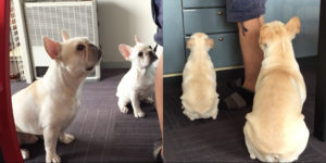 ご飯を待つプットニョスとノアノア。ノアノアは少しずつ落ち着き、家のことを分かりつつある。