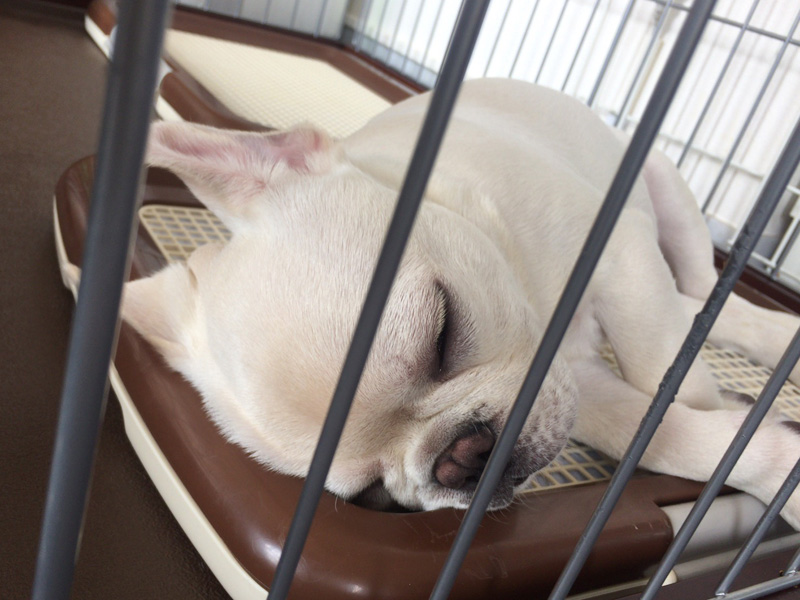 寝るノアノア。トイレの上だけれども…。