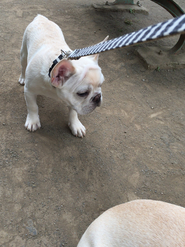 固まるノアノア。右下はプットニョスの尻。