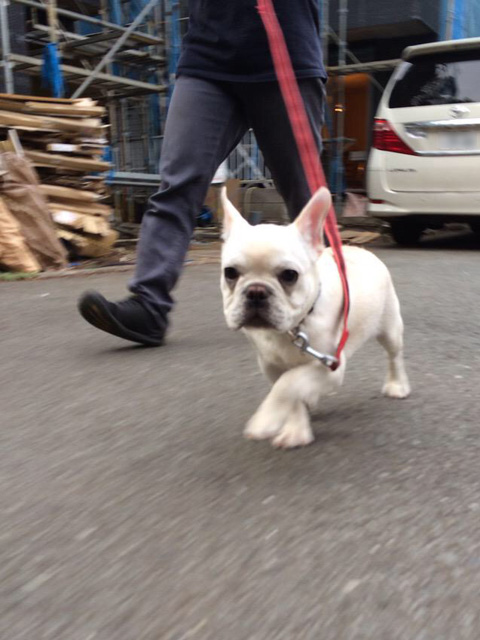 おお、ノアノアが散歩で歩いている。