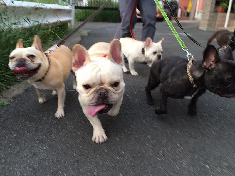 左からお友達のフレブルはなちゃん、プットニョス、ノアノア、はなちゃんの娘のゆずちゃん。