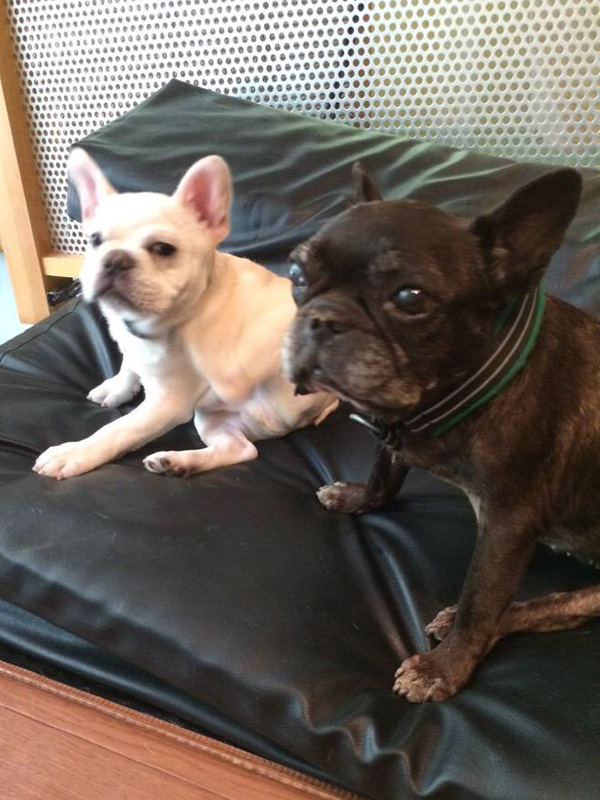 WANLOVEさんの所のボス犬、ネロちゃんと。ありがたくもノアノアの面倒を見ていただいた。