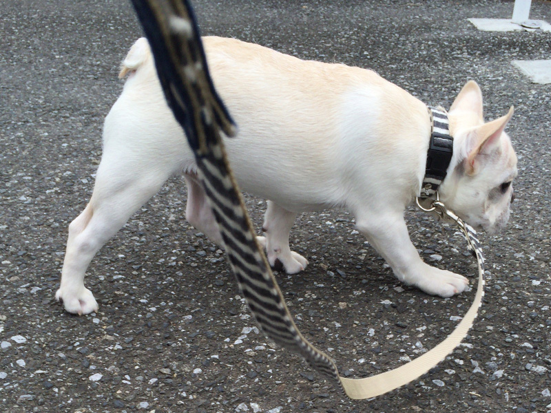 道を確かめつつ歩くノアノア。